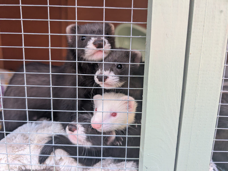 Ferrets kits - Ready to go
