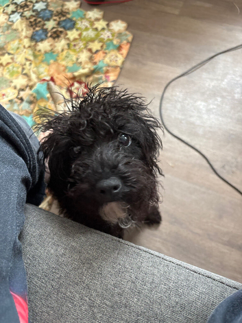 1 male cockapoo pup