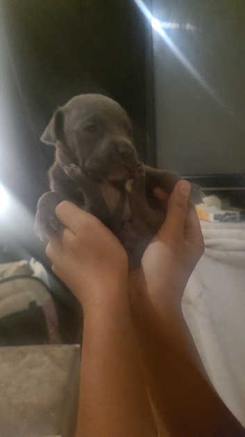 4 beautiful puppies