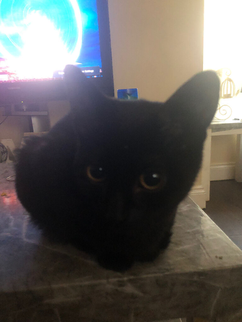 1 male kitten available &pound;30 from long Eaton
