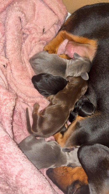 4 male mini Dachshunds- Newcastle upon tyne