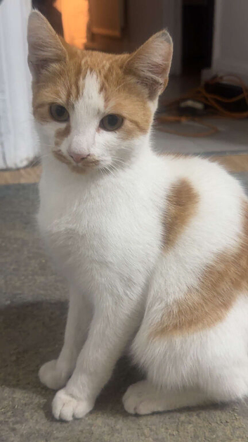 Beautiful kitten for sale