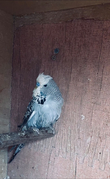 Baby grey male budgie
