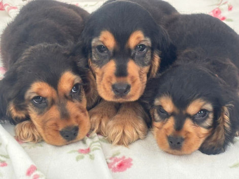 Cocker spaniel puppy 1 left
