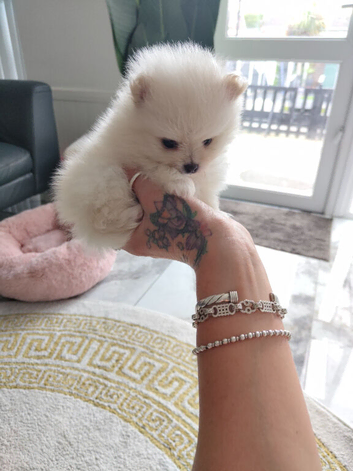 KC reg Korean bloodlines xxs