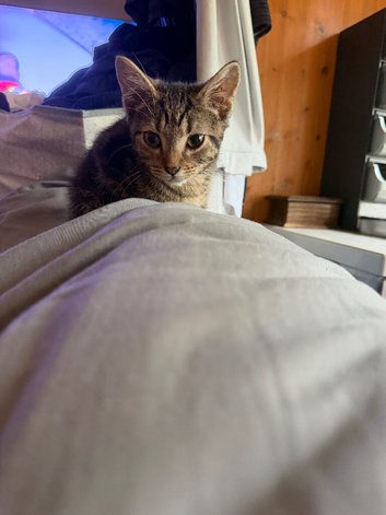 Kittens ready now