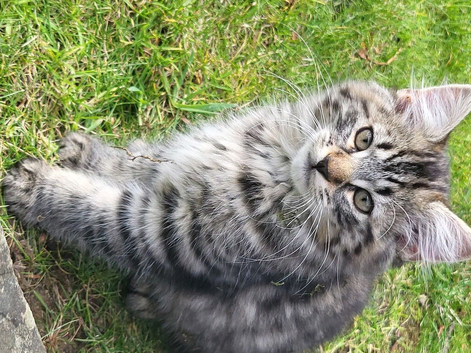 Gorgeous kitten for sale