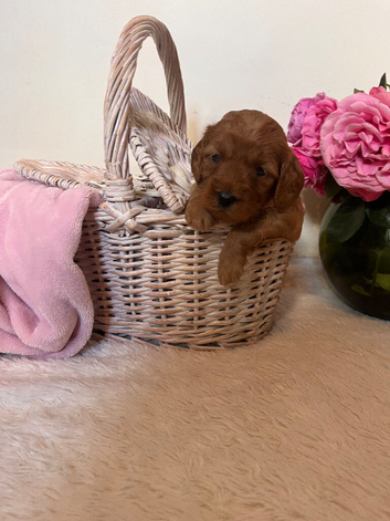 8 Beautiful FB1 Cockapoo&rsquo;s Looking For Their Forever Homes.