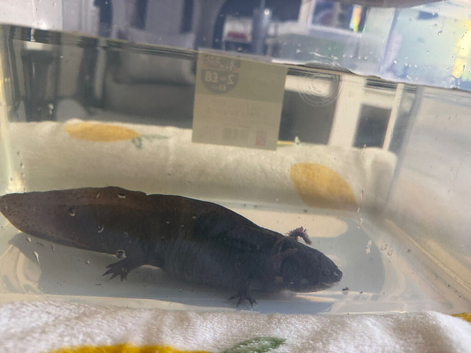 Axolotl looking for forever waters