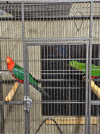 Australian king parrots