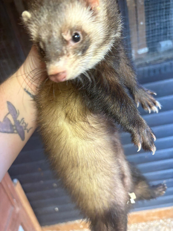 2 polecat colour hobs for sale