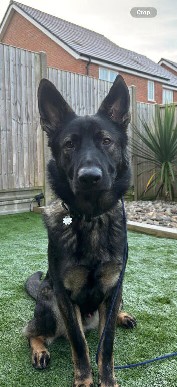 Working line German shepherd