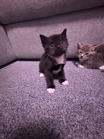 8 beautiful kittens