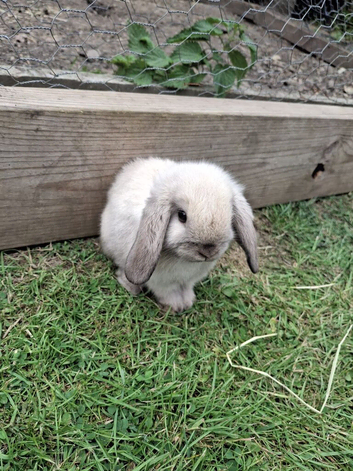 Beautiful mini lop baby rabbits