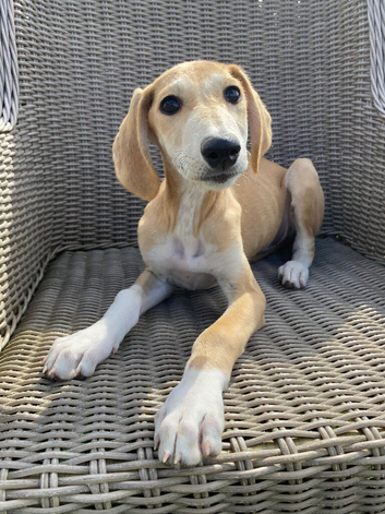 Lovely Litter of Lurcher Puppies Available