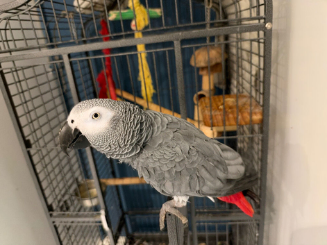 SUPER TAME AFRICAN GREY PARROT