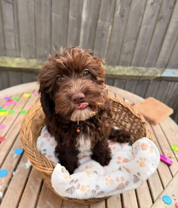 Fully Health Tested Older Female Cavapoo