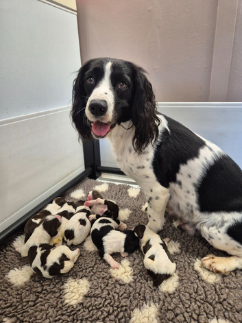 English springer spaniels