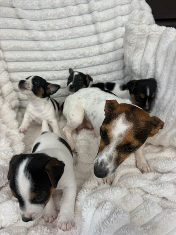 Jack Russel puppy&rsquo;s for sale