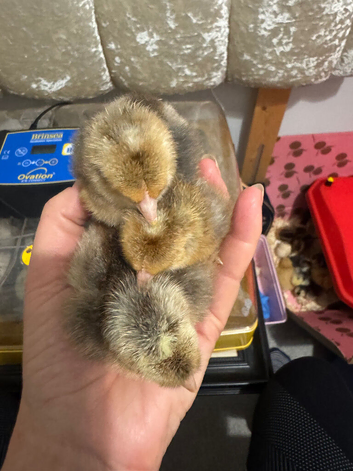 1 female and 1 male cream leg bar. One day old