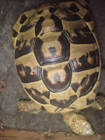 Tortoise