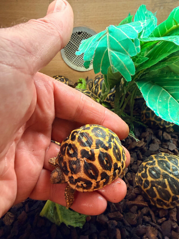 Indian star tortoise cb25