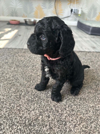Female cockapoo 12 weeks old