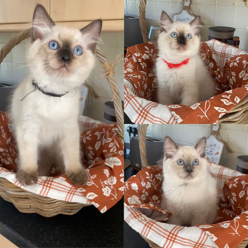 Pure Ragdoll Kittens
