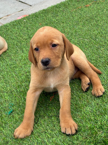 KC Labrador Retriever puppies