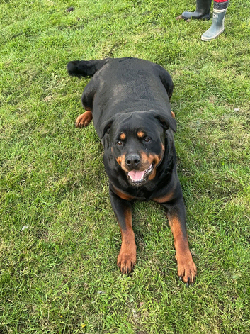 Outstanding pure Rottwilwer