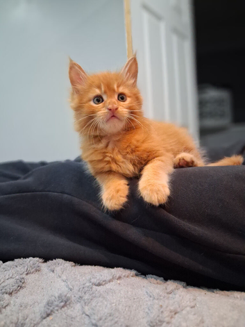 Beautiful ginger mainecoon boy