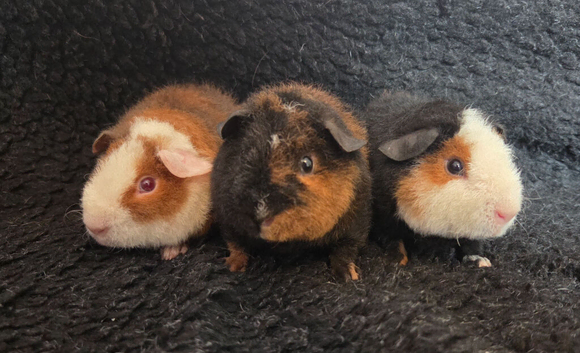 Gorgeous Teddy Boars