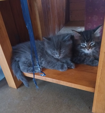 Ragdoll/Persian X  NEW PRICE Friendly, Fluffy Kittens looking for loving homes.