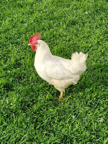 4 x White Leghorn chickens