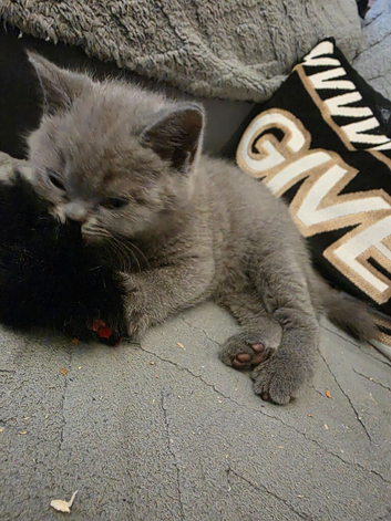 BSH 3 lilac 3 blue male and female ready now