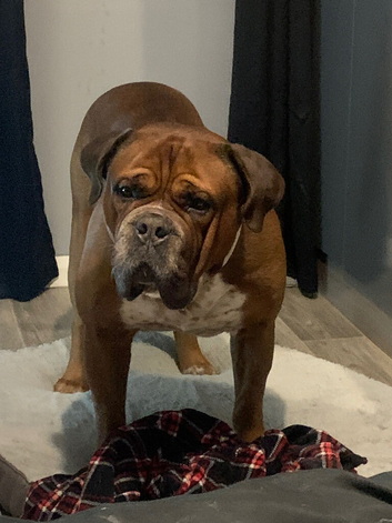Duke DBD X Old thyme English bulldog