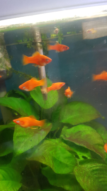 20 Red Swordtails