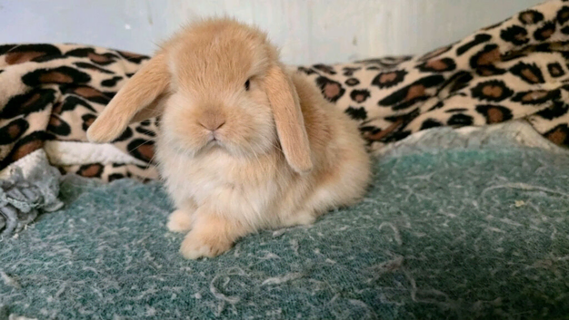 Stunning minilop rabbits ready around 11th sept