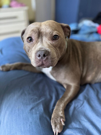 Female staffy for sale