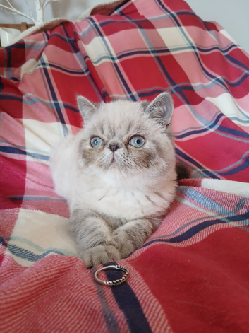 STUNNING PEDIGREE PERSIAN EXOTICS