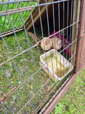 4 quail