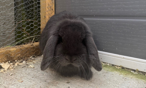 Show type Mini Lop