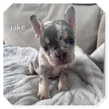 Beautiful frenchies ready for their new homes NOW