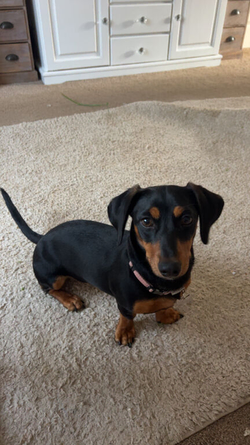 11 month old bitch