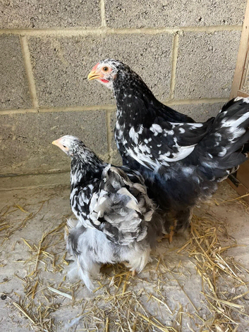 Mottled Brahmas