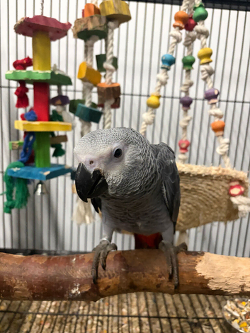 Super Cuddly Baby African Greys