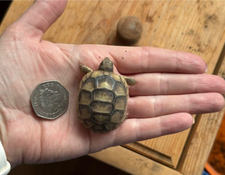 Marginated tortoise 2025 hatchlings for sale