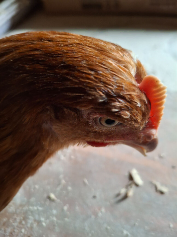 Bovan brown hens hybrid