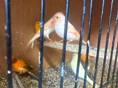 Cockatiels finches 40 budgies canary's