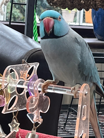 Indian Ringneck Blue male